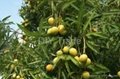 Pakistani Mango Fresh Farm 1