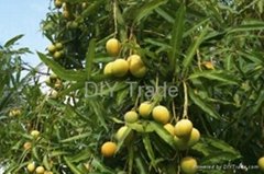 Pakistani Mango Fresh Farm