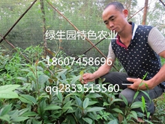 靖州綠生園特色果業種植專業合作社