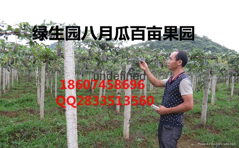 八月瓜最新高產苗木 2