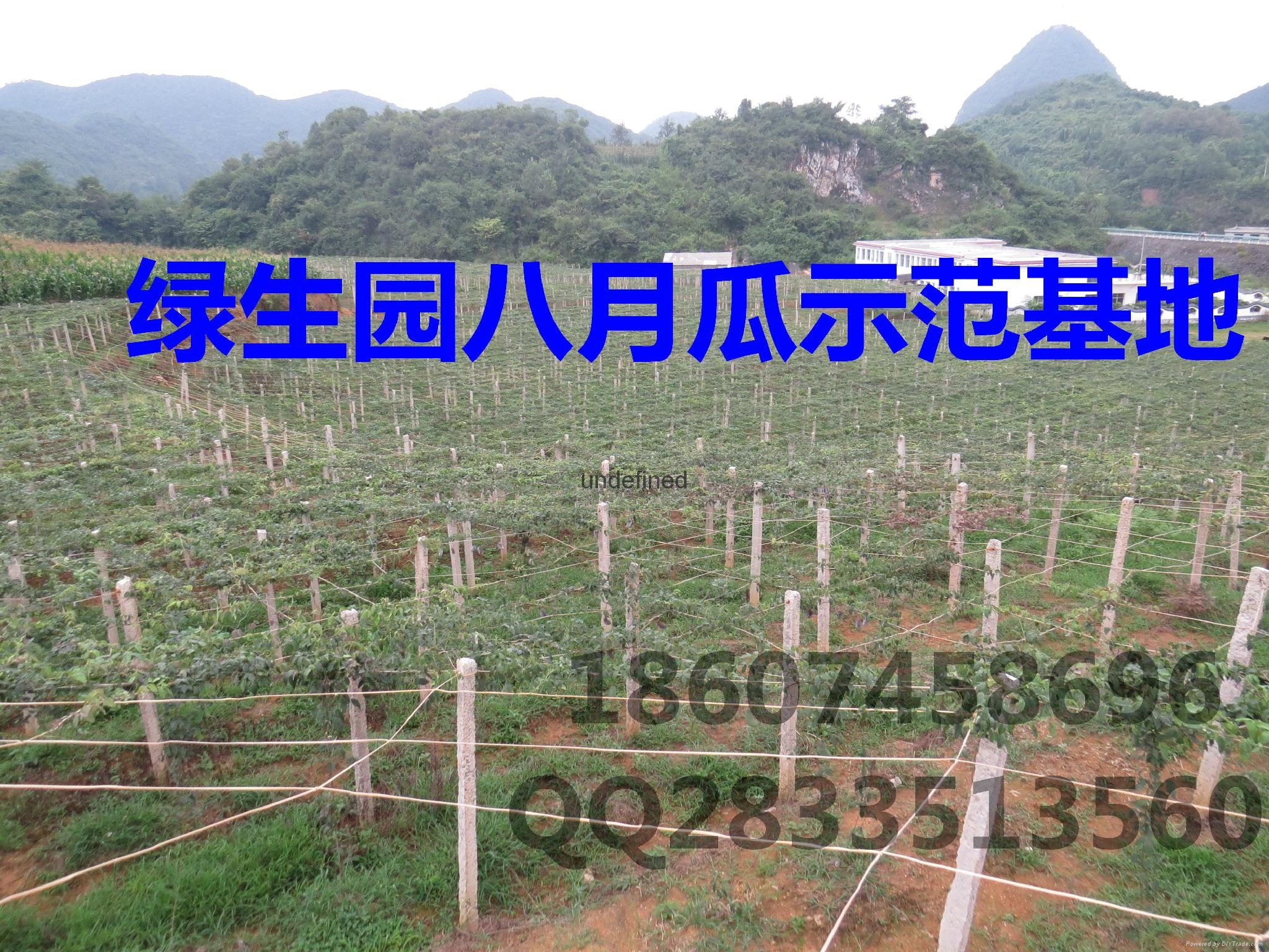 八月瓜最新高產苗木 5