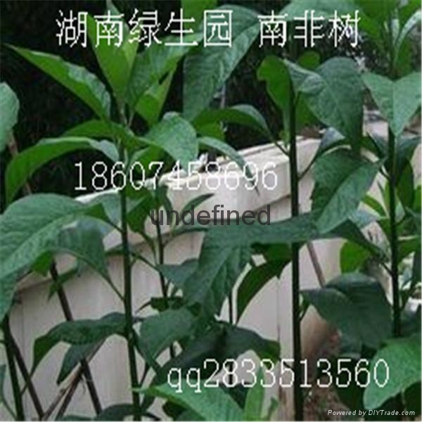 湖南綠生園南非樹 3