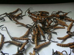 Cordyceps