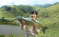 北京新科淡水魚養殖基地