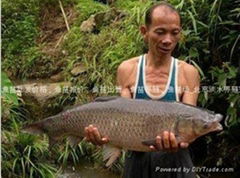 北京青魚苗批發