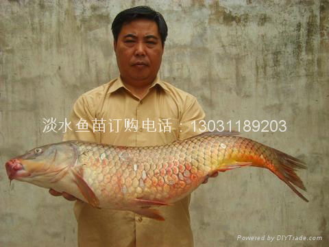 內蒙古鯉魚苗批發出售