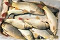 內蒙古鯉魚苗批發出售 4