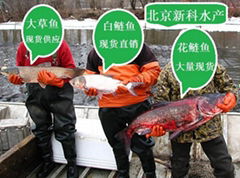 魚苗批發 魚苗出售