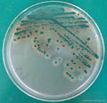 蜡样芽孢杆菌显色培养基 1