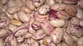 RED SPECKLED SUGAR BEANS