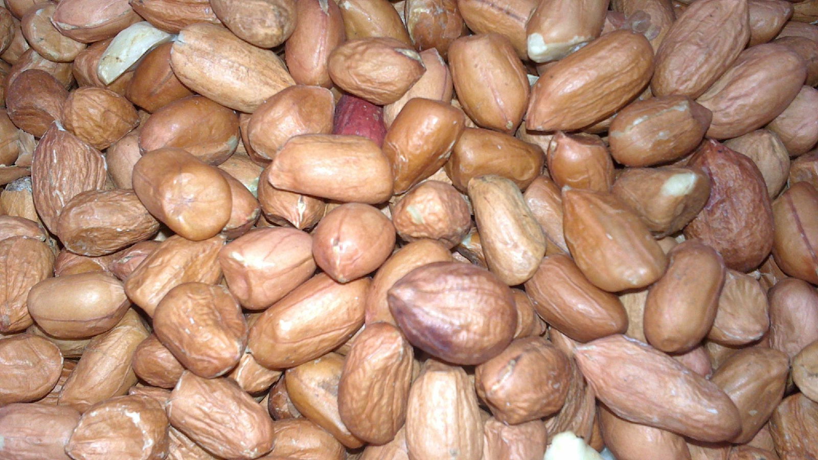 Peanuts in Shell and without 25/29 PSW (South Africa Trading