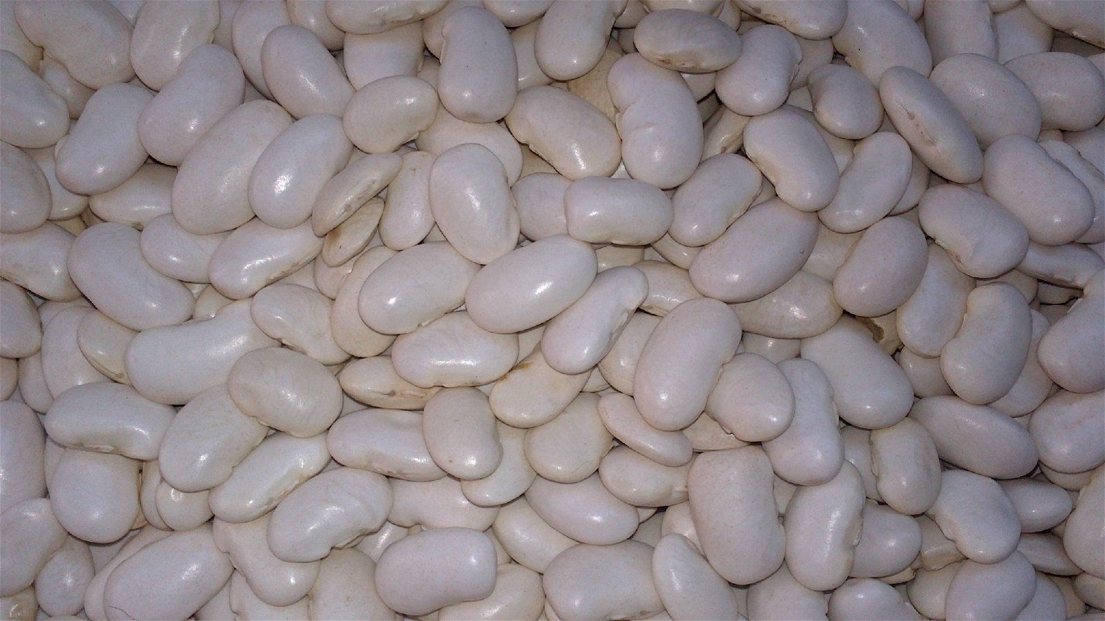 Navy Haricot White Pea White Kidney Cannellini Bean