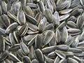 SUNFLOWER SEEDS