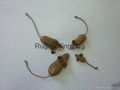 Natural Compressed Catnip-Mice Cat Toy 1