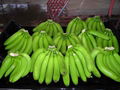 FRESH GREEN CAVENDISH BANANA 4