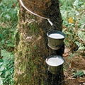 RAW NATURAL  RUBBER LATEX