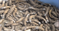 最新版爬沙虫養殖技術視頻養殖方法