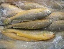 High Quality Frozen Yellow Croaker Fish