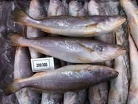 Frozen Big Mouth Silver & Yellow Croaker Fish 