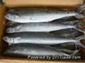 Frozen Spanish Mackerel Fish