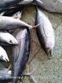 3KG Frozen Yellowfin Tuna 1