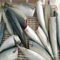 	Pacific Mackerel HG Fish Frozen Spanish Mackerel