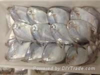 Whole Round Frozen A Grade White Pomfret and Pampus Argenteus