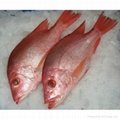 Frozen Red Snapper Fish 1