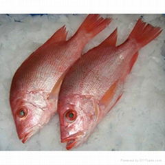 Frozen Red Snapper Fish