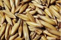 Feed barley