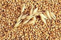 Feed barley 2
