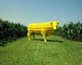 yellow corn 1