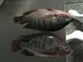 Frozen tilapia 1