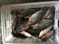 Frozen tilapia 3