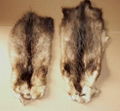 250 pieces natural color american opossum fur skins for 1.- EUR 1