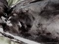 Plucked brown nutria fur skin 2