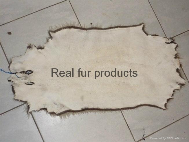 1100 pieces nutria dressed fur skins for very cheap price 2