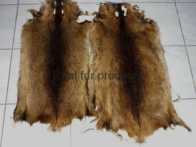 1100 pieces nutria dressed fur skins for very cheap price