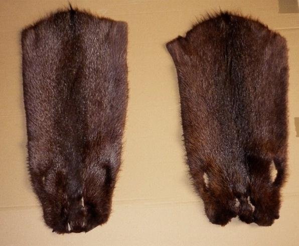 1100 pieces nutria dressed fur skins for very cheap price 3