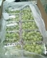 Fresh Grapes suppliers egypt 1