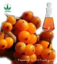 GMP Factory Supply Extract Oil Seabuckthorn Berry Oil