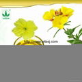 Evening Primrose Oil with Best Price 3