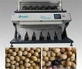 Soybean color sorter for beans sorting 1