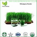 wheatgrass powder 1