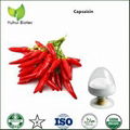 pure capsaicin 1