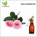Rose oil,Rose essential oil