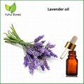  Lavender Oil, Lavender essential oil