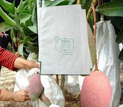 Mango growing Paper bag