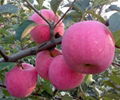 Apple growing paper bag 5