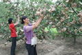 Apple growing paper bag 4